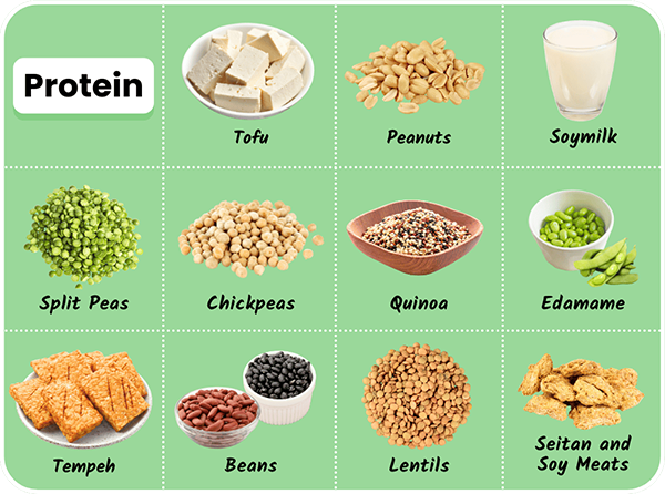 Plant sources of protein